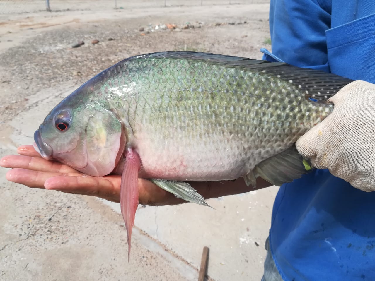 Sagarhpa impulsa la Feria Gastronómica de Tilapia 2025 para promover su consumo